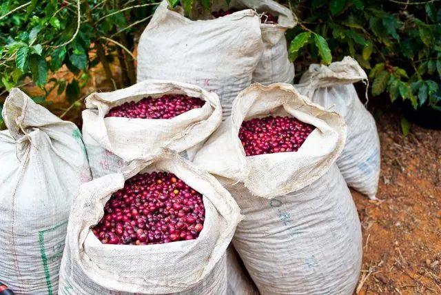 咖啡豆储存不当三大危害,如何判断咖啡粉的新鲜度?