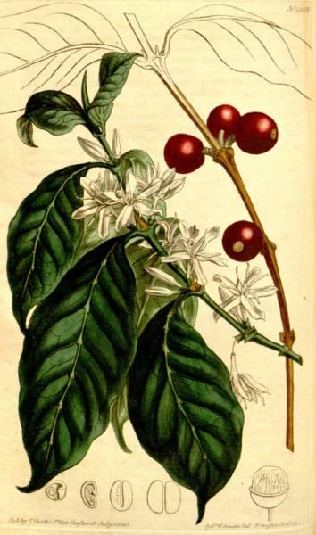 科普｜咖啡品种知识，单品咖啡的种类及口味介绍