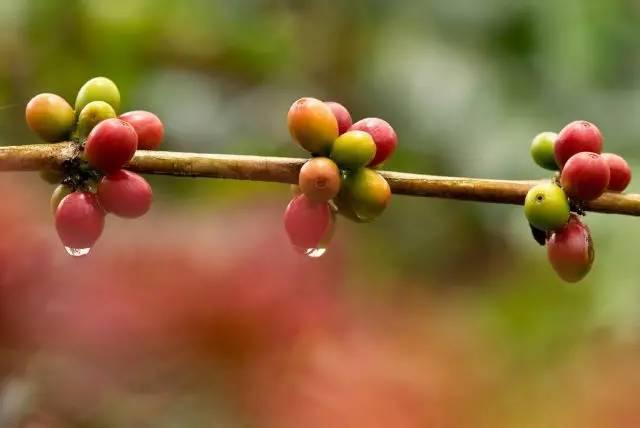 科普｜咖啡品种知识，单品咖啡的种类及口味介绍