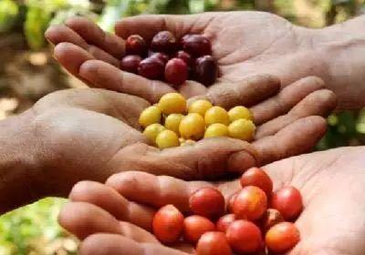 科普｜咖啡品种知识，单品咖啡的种类及口味介绍