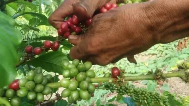 科普｜咖啡品种知识，单品咖啡的种类及口味介绍