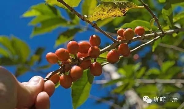 科普｜咖啡品种知识，单品咖啡的种类及口味介绍