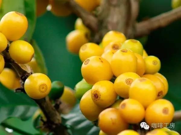 科普｜咖啡品种知识，单品咖啡的种类及口味介绍