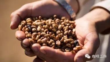 科普｜咖啡品种知识，单品咖啡的种类及口味介绍