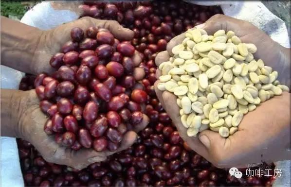 科普｜咖啡品种知识，单品咖啡的种类及口味介绍