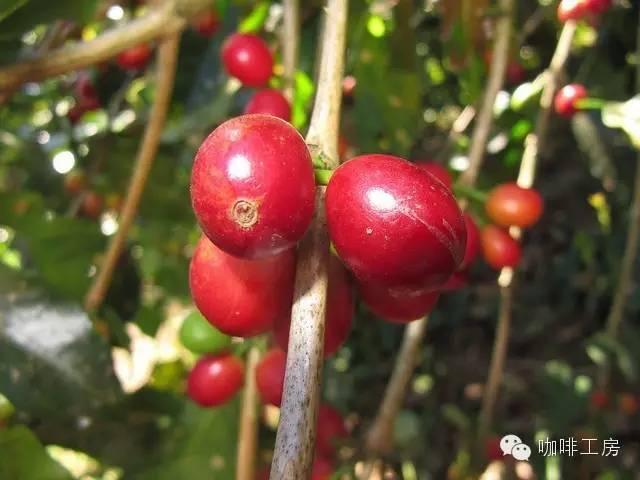 科普｜咖啡品种知识，单品咖啡的种类及口味介绍