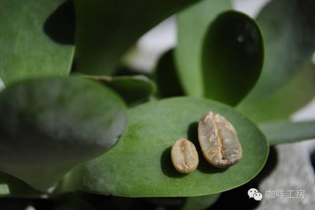 科普｜咖啡品种知识，单品咖啡的种类及口味介绍