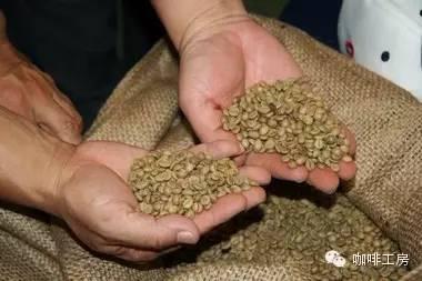 科普｜咖啡品种知识，单品咖啡的种类及口味介绍