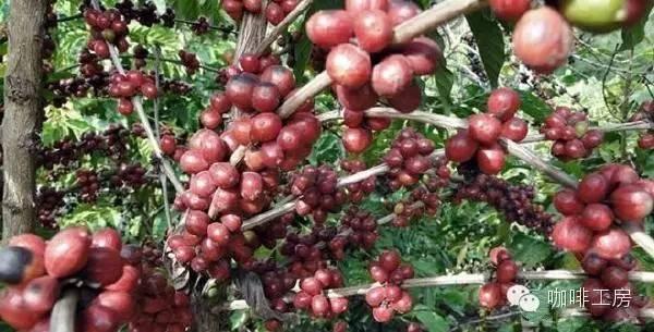 科普｜咖啡品种知识，单品咖啡的种类及口味介绍