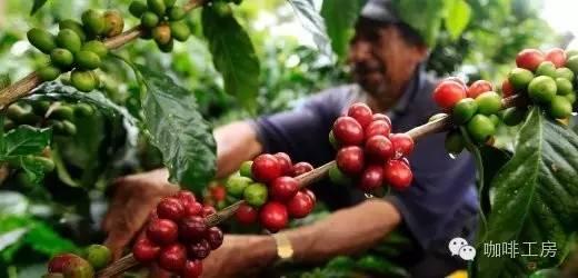 科普｜咖啡品种知识，单品咖啡的种类及口味介绍