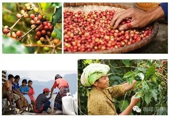 科普｜咖啡品种知识，单品咖啡的种类及口味介绍