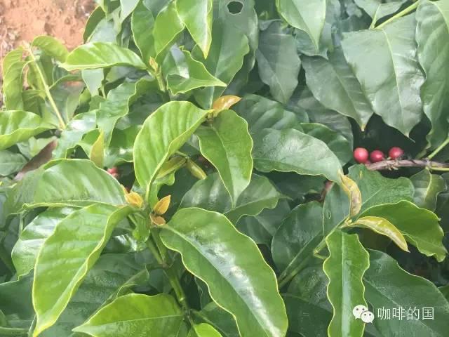 科普｜咖啡品种知识，单品咖啡的种类及口味介绍