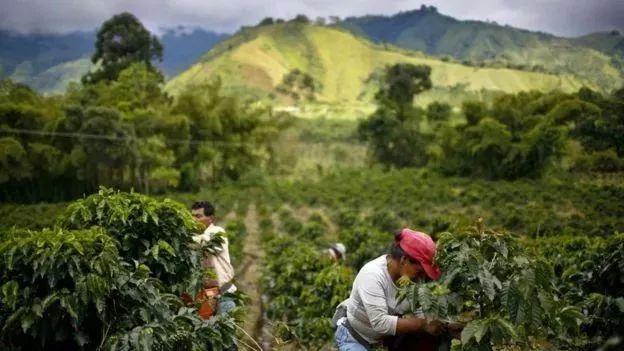 「From Crop to Cup」哪些因素影响了咖啡的口感?