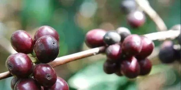 咖啡知识 | 同品种不同产区咖啡风味口感为什么不一样?