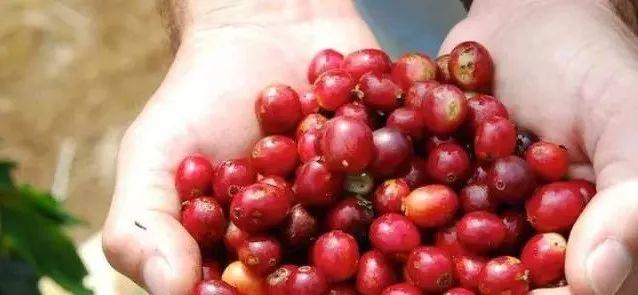 咖啡知识 | 同品种不同产区咖啡风味口感为什么不一样?