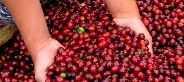 咖啡知识 | 同品种不同产区咖啡风味口感为什么不一样?