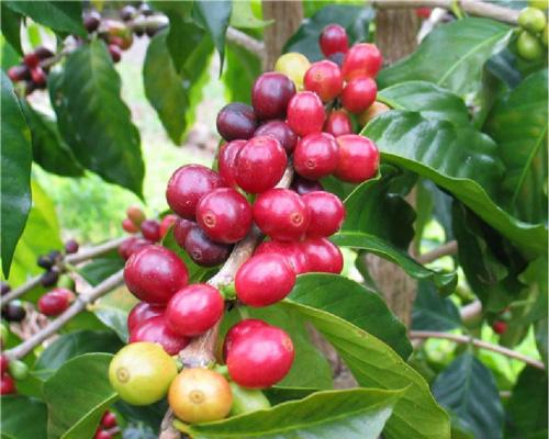 让每一杯咖啡都好喝的秘诀,用科学泡咖啡