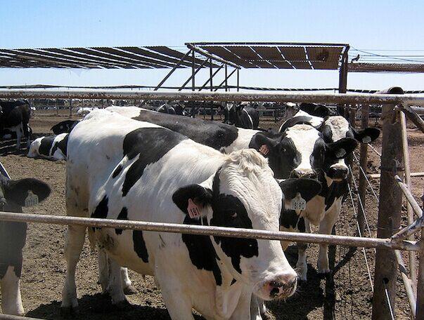 哪个是好搭档 看看哪一种奶与咖啡最相配