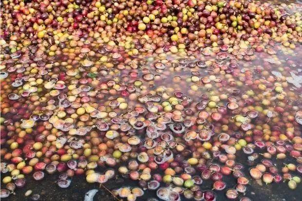 咖啡豆处理法:如何避免咖啡坏风味与增进好风味?