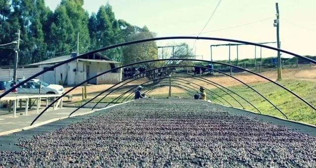 咖啡豆处理法:如何避免咖啡坏风味与增进好风味?