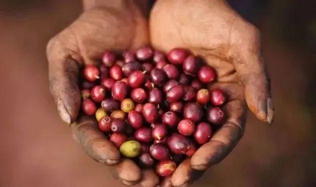 咖啡豆处理法:如何避免咖啡坏风味与增进好风味?
