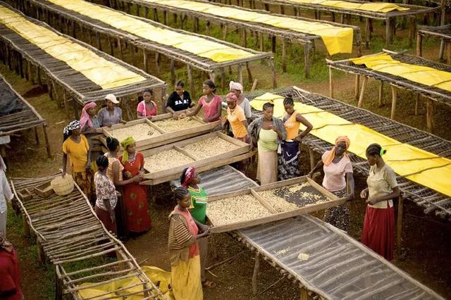 咖啡豆选购小技巧|面对眼花缭乱的咖啡豆,如何选购?