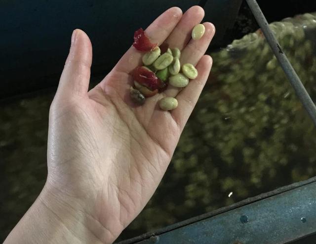 知识大全 | 咖啡新手常见25大问题解答