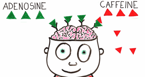 咖啡因靠什么让你兴奋?本是植物杀虫剂却让人心瘾难戒