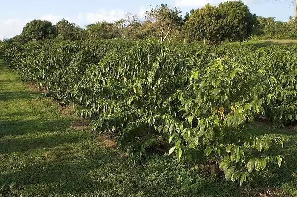 咖啡豆买什么样的好 什么才是上品咖啡豆?